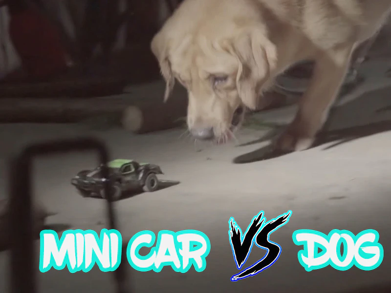Who will win the fight between the dog and the mini RC car?